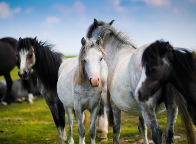 Wallpaper Horses, meadow, Animals 781102110